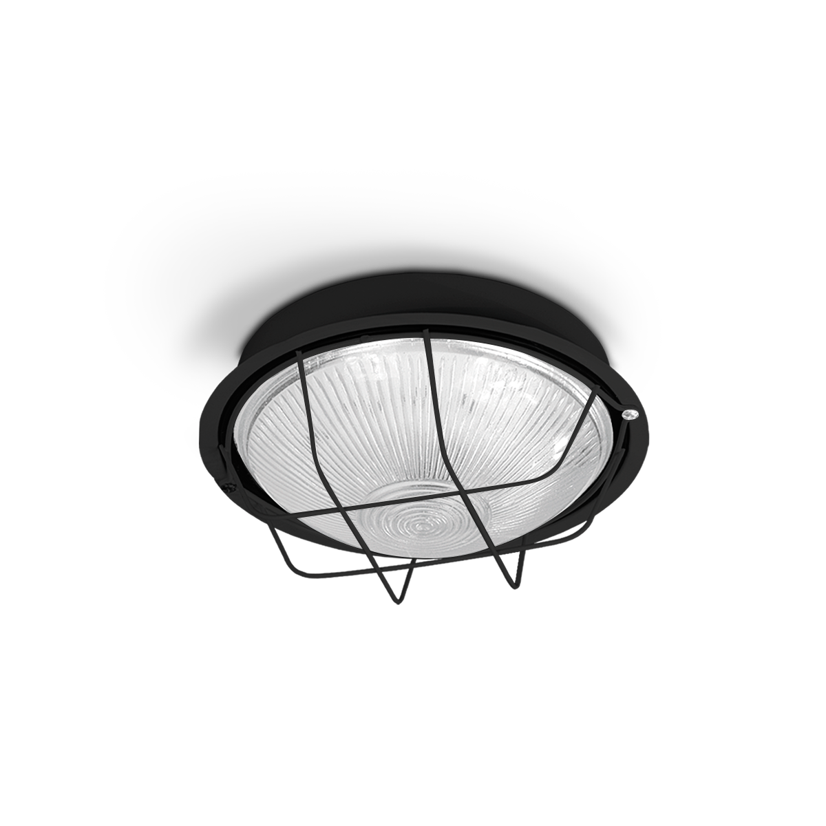 TORTUGA REDONDA CHICA